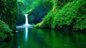 Nature's beauty is alive and well! live wallpaper