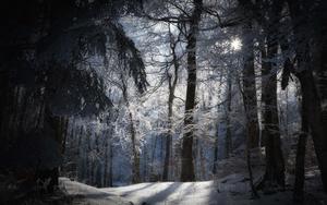Nature's tranquil secrets revealed in the peaceful forest forest wallpaper