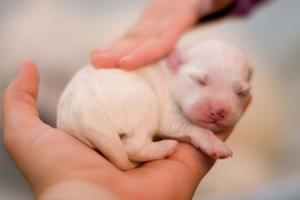 Newborn Puppy Picture puppy wallpaper