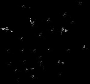 Nocturnal_ Flight_of_ Birds Wallpaper