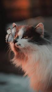 Norwegian Forest Cute Cat Aesthetic With Butterfly cute cat aesthetic wallpaper