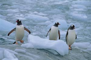 Official Linux Mascot Penguins linux wallpaper