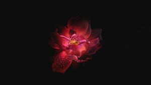 Oled Pink Flower oled wallpaper