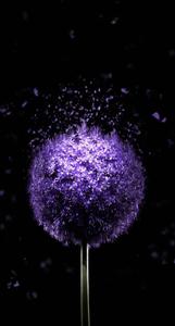 Oled Purple Dandelion oled wallpaper