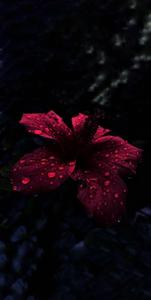 Oled Raindrops On Hibiscus oled wallpaper