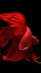 Oled Streamlined Goldfish oled wallpaper