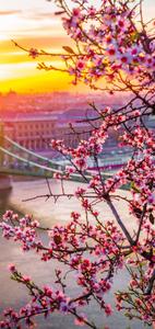 Oneplus Cherry Blossoms oneplus wallpaper
