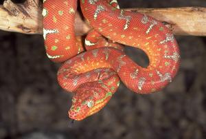 Orange And White Snake HD animated wallpaper