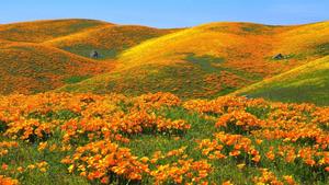 Orange Flower Field Landscape Picture landscape wallpaper