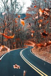 Orange Leaves And Street Fall IPhone fall iphone wallpaper