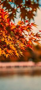 Orange Leaves Fall IPhone fall iphone wallpaper