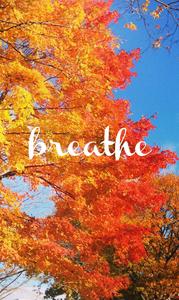 Orange Tree Blue Sky Fall IPhone fall iphone wallpaper