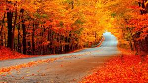Orange Trees During Fall Scenic fall wallpaper
