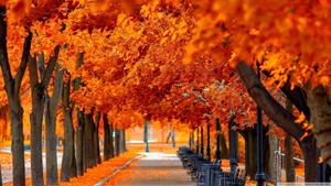 Orange Trees In Fall Scenic fall wallpaper