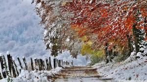 Orange Trees In Winter winter wallpaper