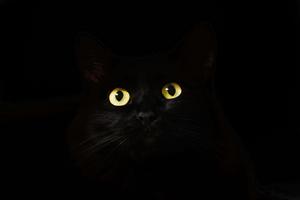 Out Of Darkness Cute Cat PFP cute cat pfp wallpaper