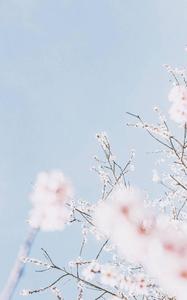Pastel Aesthetic Cherry Blossom Sky pastel aesthetic wallpaper