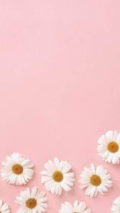 Pastel Aesthetic Daisies pastel aesthetic wallpaper