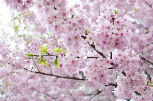 Pastel Pink Cherry Blossom Picture cherry blossom wallpaper