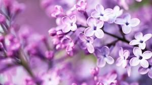Pastel Purple Background pastel purple wallpaper