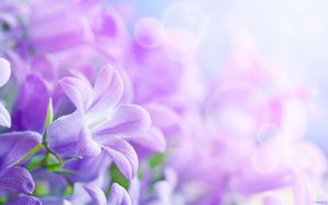 Pastel Purple Background pastel purple wallpaper