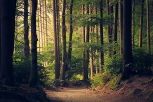 Path In The Green Nature Picture nature wallpaper