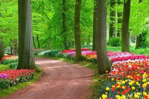 Path With Colorful Flowers Landscape Picture landscape wallpaper