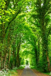 Pathway In The Nature Picture nature wallpaper