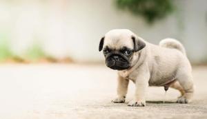 Peeing Pug Puppy Picture puppy wallpaper