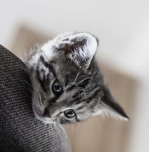 Peeking Cute Cat PFP cute cat pfp wallpaper