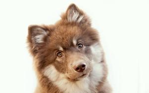 Perfect Puppy Face Portrait puppy wallpaper