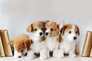 Permbroke Welsh Corgi Puppy Picture puppy wallpaper
