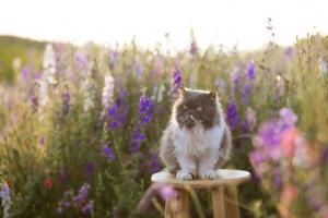 Persian Cute Cat Aesthetic cute cat aesthetic wallpaper