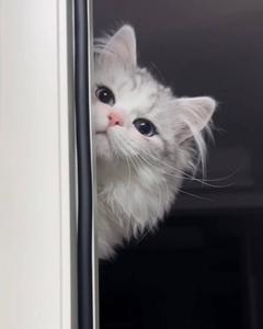 Persian Cute Cat Aesthetic Peeking cute cat aesthetic wallpaper