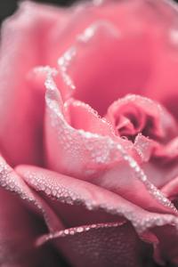 Petals For Girly Lock Screen Iphone girly lock screen iphone wallpaper