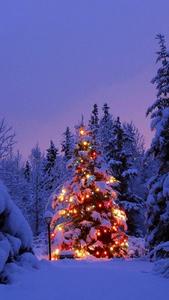 Pine Tree Christmas Light Winter iPhone winter iphone wallpaper