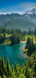 Pine Trees Nature 4K iPhone 4k nature iphone wallpaper