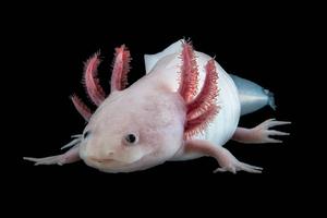 Pink Adult Axolotl axolotl wallpaper
