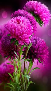Pink Aster Flower Mobile flower mobile wallpaper