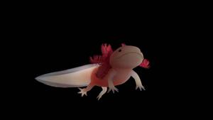 Pink Axolotl In Black axolotl wallpaper