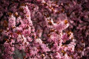 Pink Cherry Blossom Spring spring wallpaper