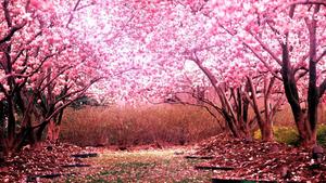 Pink Cherry Blossom Trees cherry blossom wallpaper