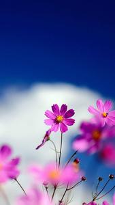 Pink Cosmos Beautiful Phone beautiful phone wallpaper