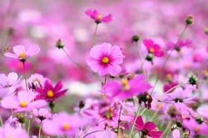 Pink Cosmos Full Screen Hd Desktop full screen hd desktop wallpaper