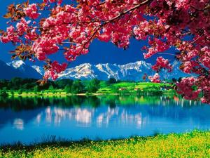 Pink Flower Nature nature wallpaper