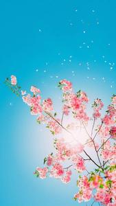 Pink Flower Tree Pretty Phone pretty phone wallpaper