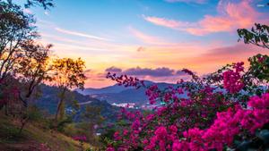 Pink Flower Trees Under Sunset Landscape Picture landscape wallpaper