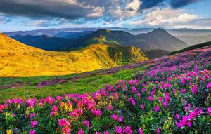 Pink Flowers By Hill Landscape Picture landscape wallpaper