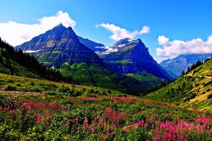 Pink Flowers By Mountain Range Landscape Picture landscape wallpaper