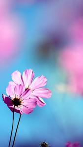 Pink Flowers Pretty Phone pretty phone wallpaper